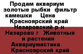 Продам аквариум, 2 золотые рыбки, фильтр, камешки. › Цена ­ 1 000 - Красноярский край, Назаровский р-н, Назарово г. Животные и растения » Аквариумистика   . Красноярский край